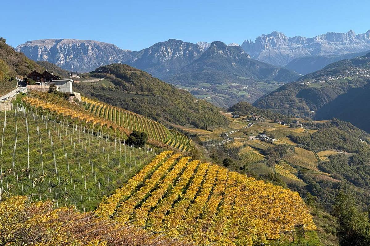 Cantina Bolzano: dopo il successo dei TAL, è sempre più alta la qualità dei vini 